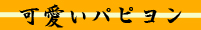 可愛いパピヨン
