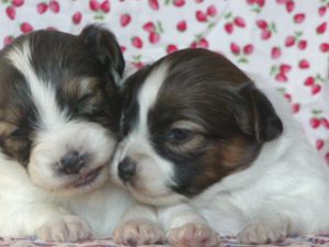 パピヨンの多頭飼いについて